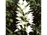 The orchid Helleborine is found in mountainous areas of Israel.